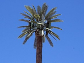 Phone Tower disguised as Palm Tree